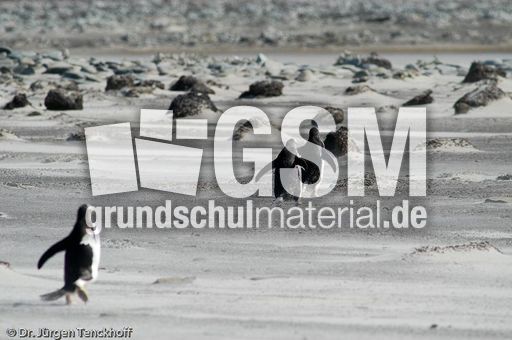 Eselspinguin (46 von 97).jpg